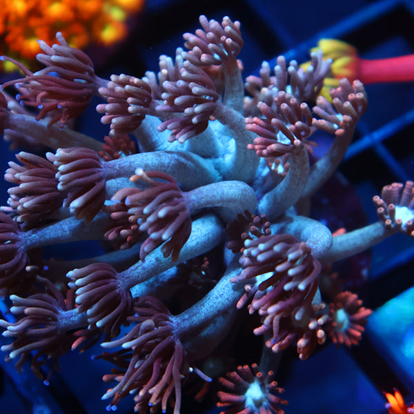 TCK Rocket Pops Goni