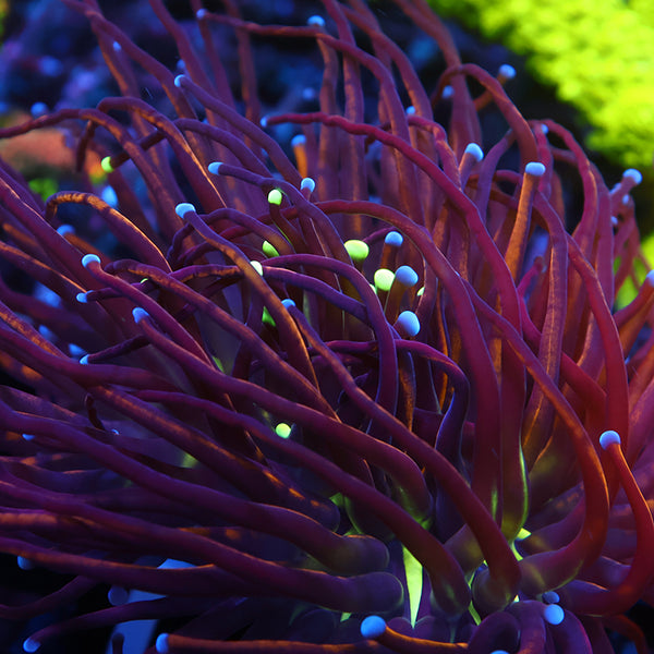 TCK True Grafted Tank Spawned Knicks/Lantern Tips Torch