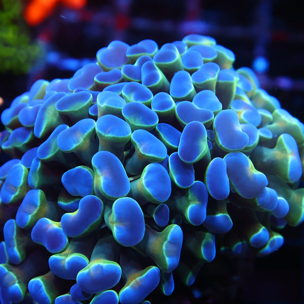 TCK Purple Tips Branching Hammer