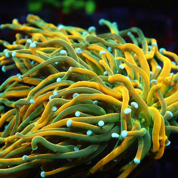 TCK "Saltwater Paradise's HG" Torch