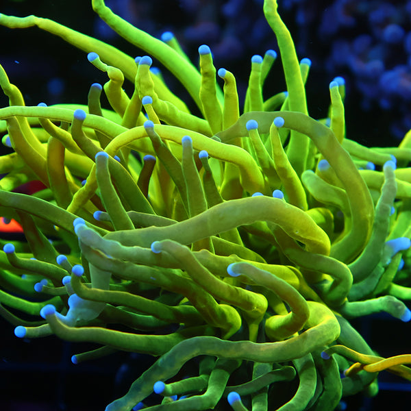 TCK Grafted Grail Torch