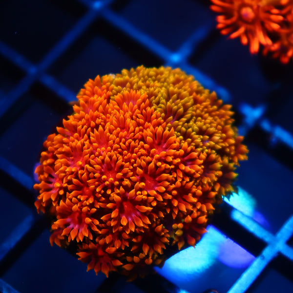 TCK Grafted Bicolor Rainbow Crunch Goni Bernardpora