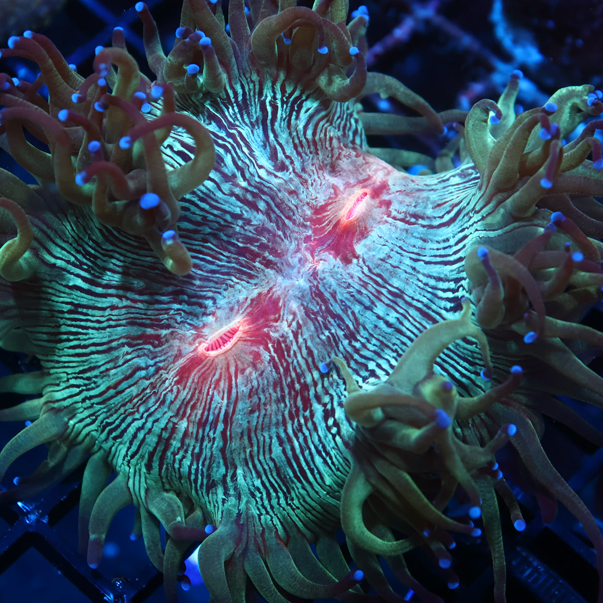 TCK Aquacultured Red Center Elegance