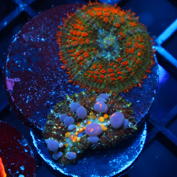 TCK Powerball/Deathstroke Mushroom Combo