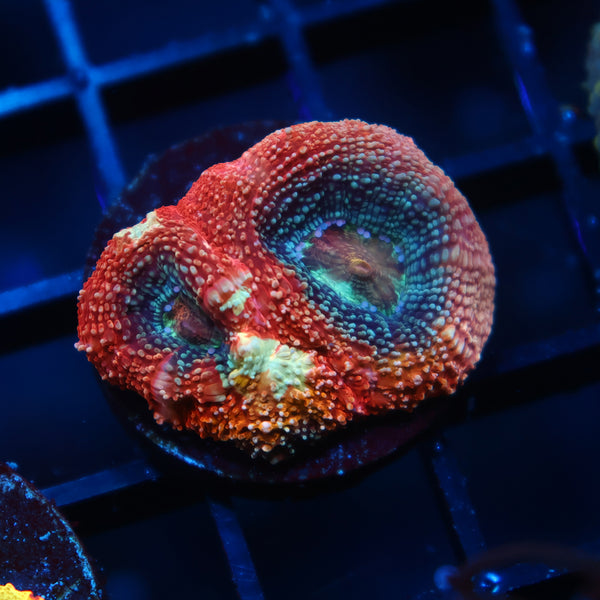 TCK Rainbow Echinata