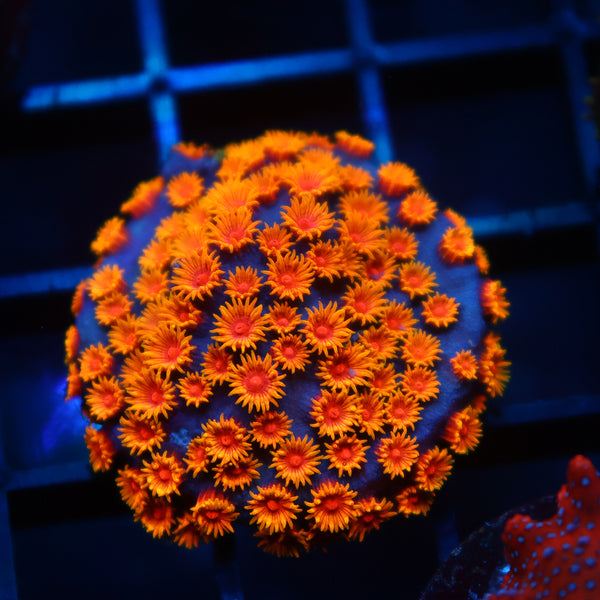 WWC Bizarro Cyphastrea