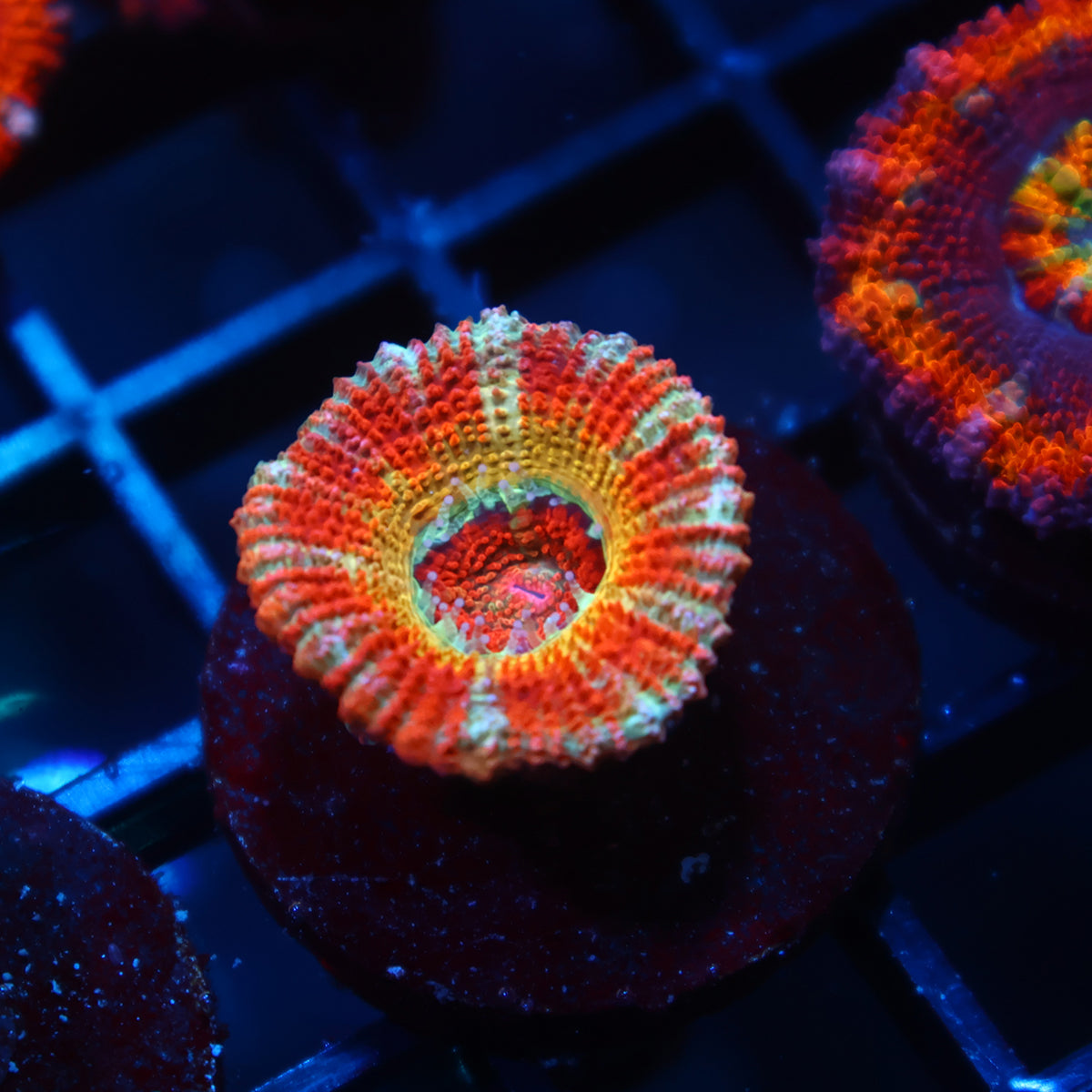 CC OG Rising Sun Acan Lord
