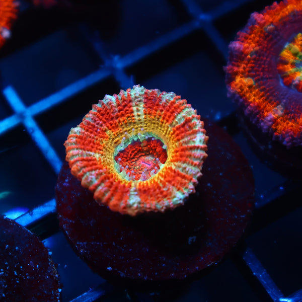CC OG Rising Sun Acan Lord