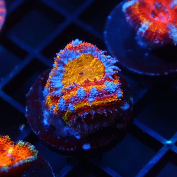 TCK Insanity Rainbow Acan Lord
