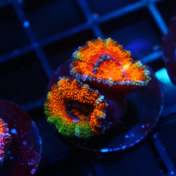 TCK Awesome Orange Acan Lord