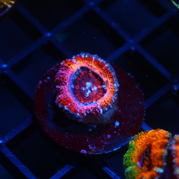 TCK Grafted Bicolor Sunrise Acan Lord