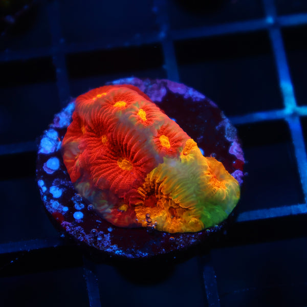 TCK Grafted Fascination Favia