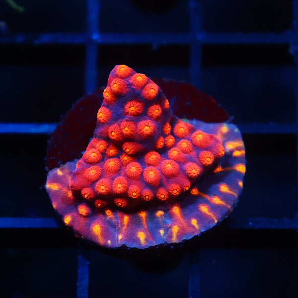 TCK Rainbow Abstract Cyphastrea