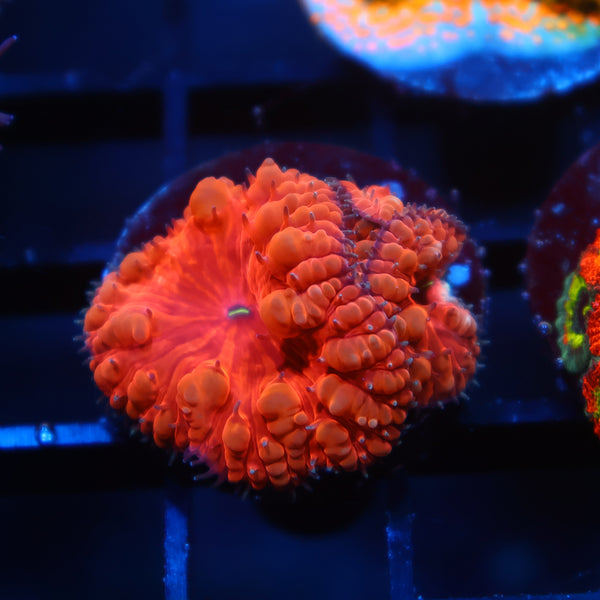 TCK Ruby Red Blastos