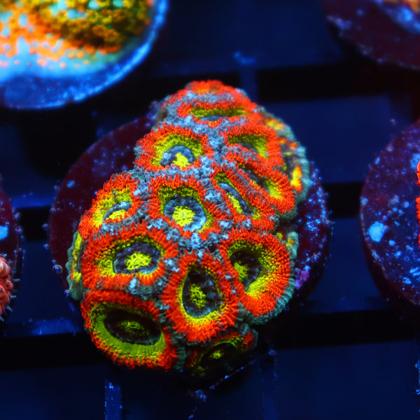 TCK HG Micromussa