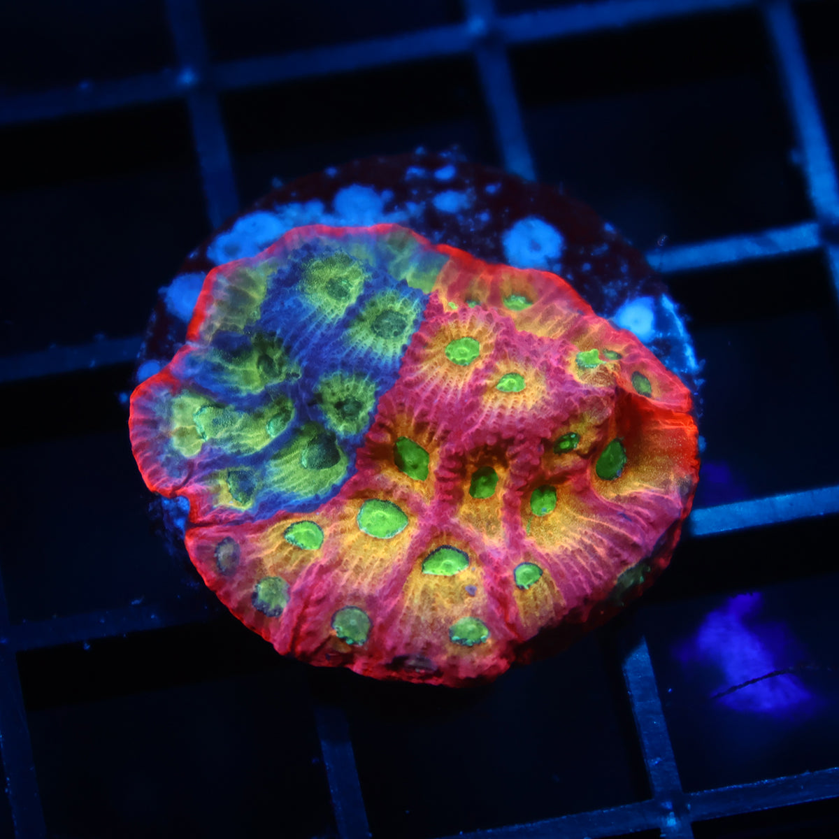 JF Dayglo Favia