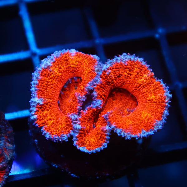 TCK Orange Rainbow Acan Lord