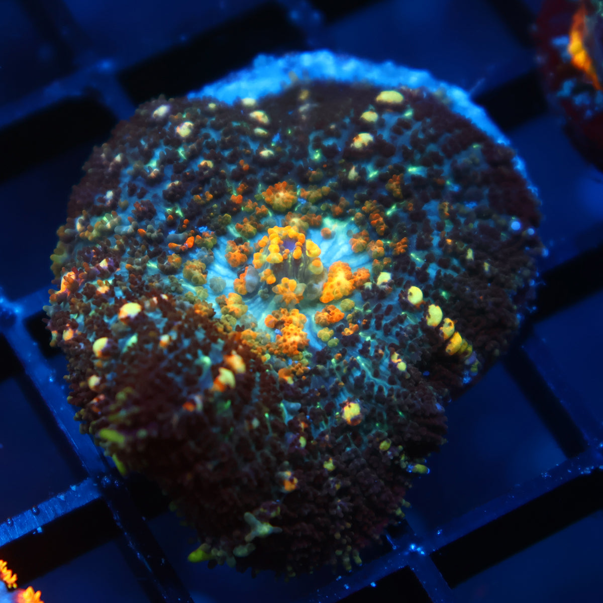 TCK Powerball Bounce Mushroom