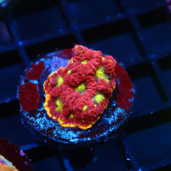 WWC Blood Diamond Favia