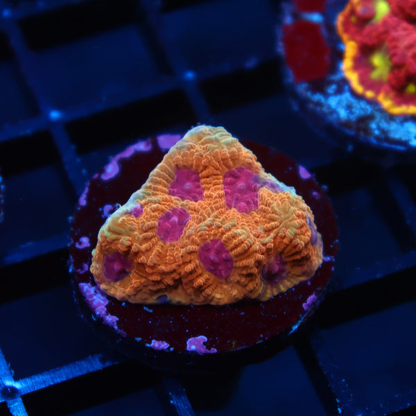 TCK Orange Jester Favia