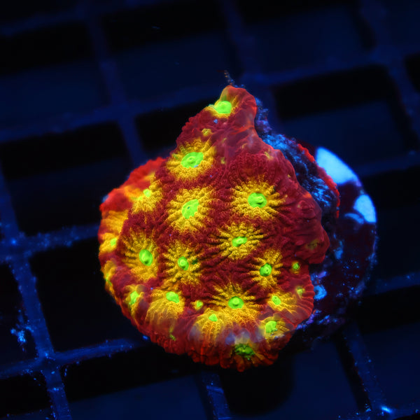TCK Fire Favites