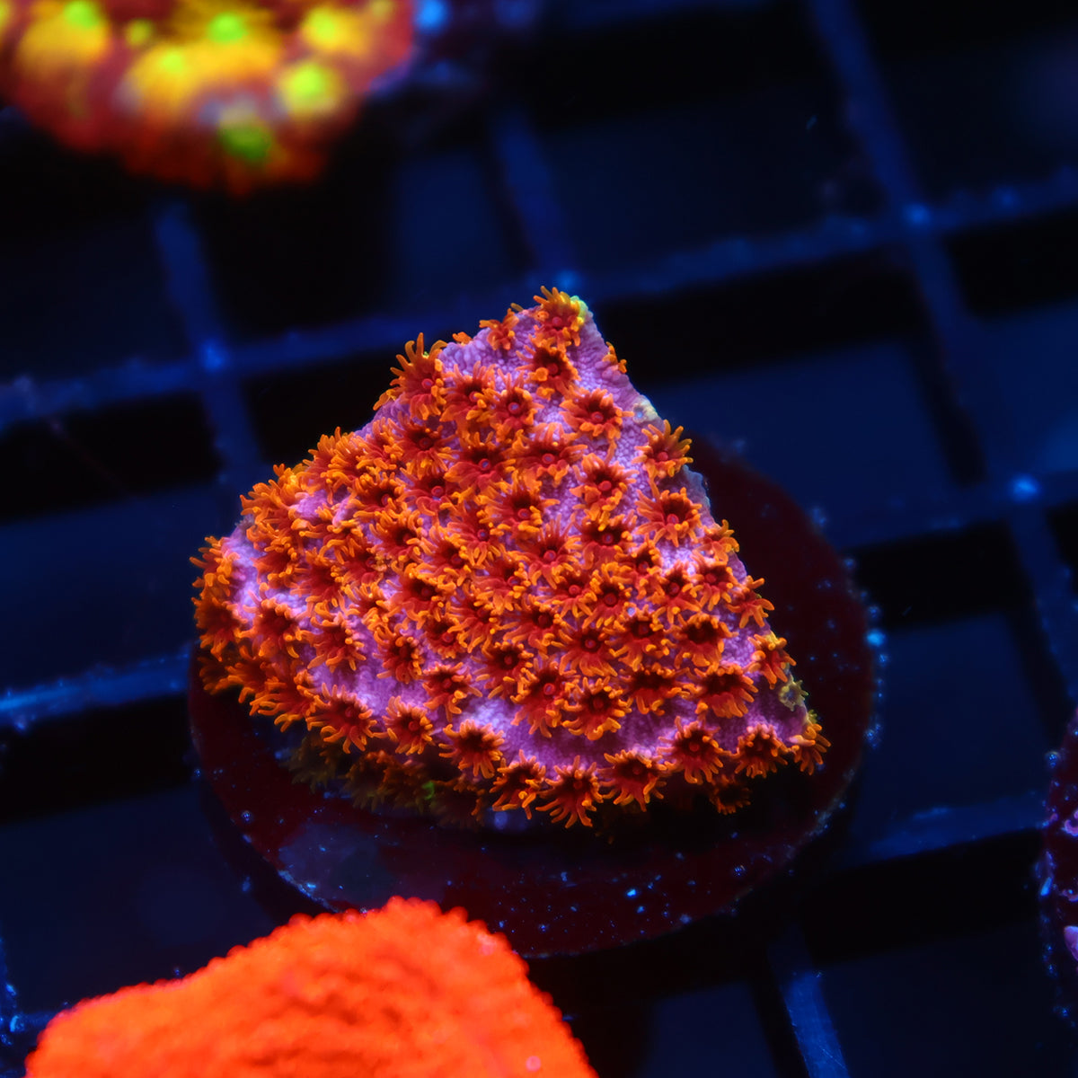 Skittles Bomb Cyphastrea