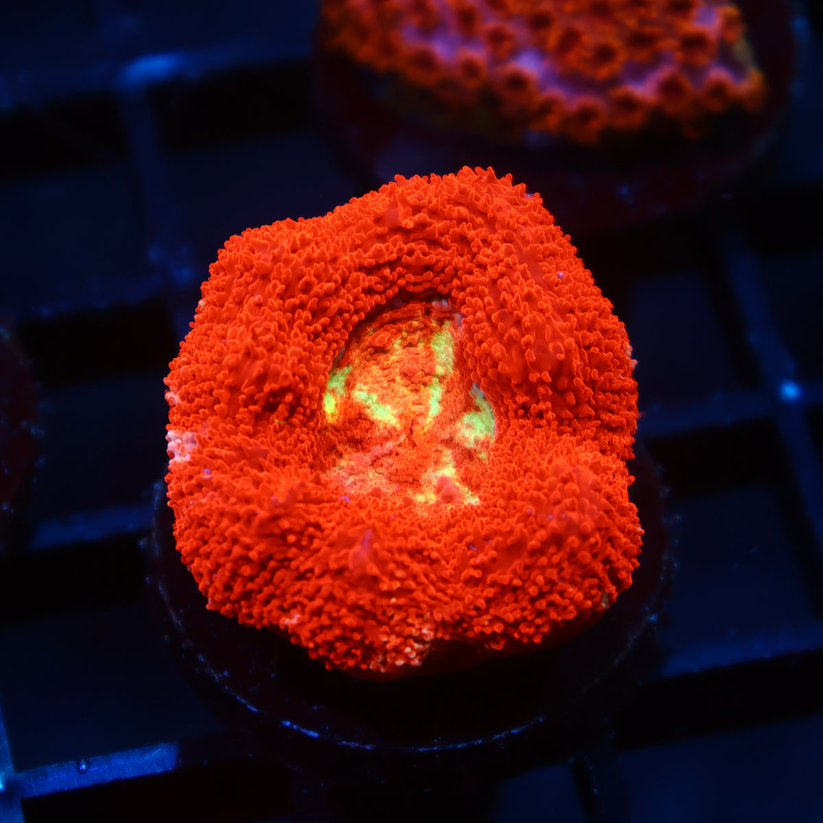 TCK Bleeding Apple Bowerbanki