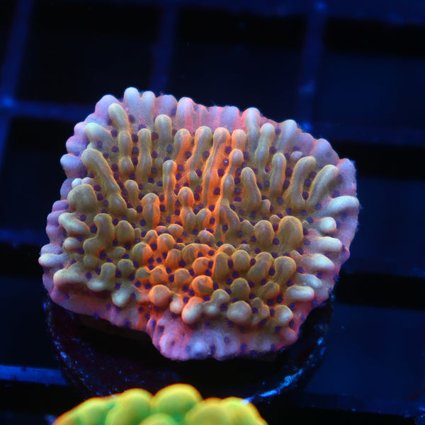 TCK Grafted Slowburn Monti