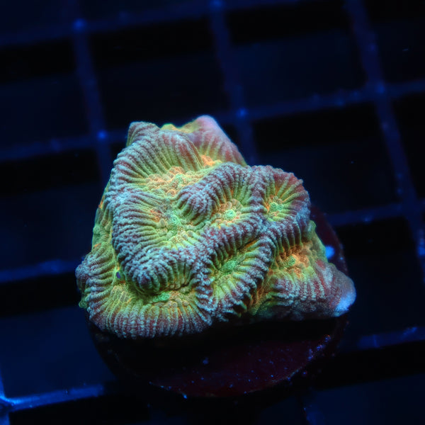 TCK Rainbow Platygyra