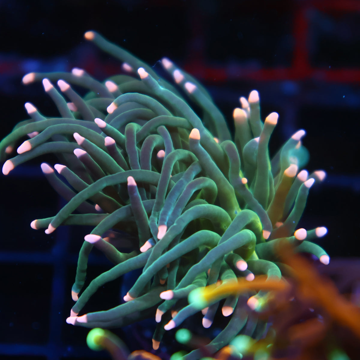 TCK Pink Tips Torch