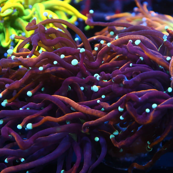 TCK Insane Long Tentacle Gold Torch