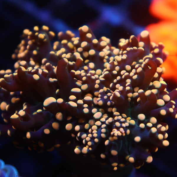 TCK Branching Gold "Beanbag" Frogspawn