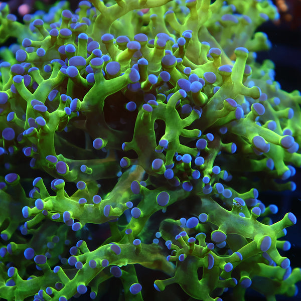 TCK Branching Purple and Green Frogpsawn