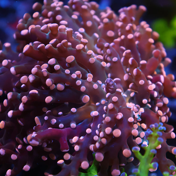 TCK Branching Peach Frogspawn