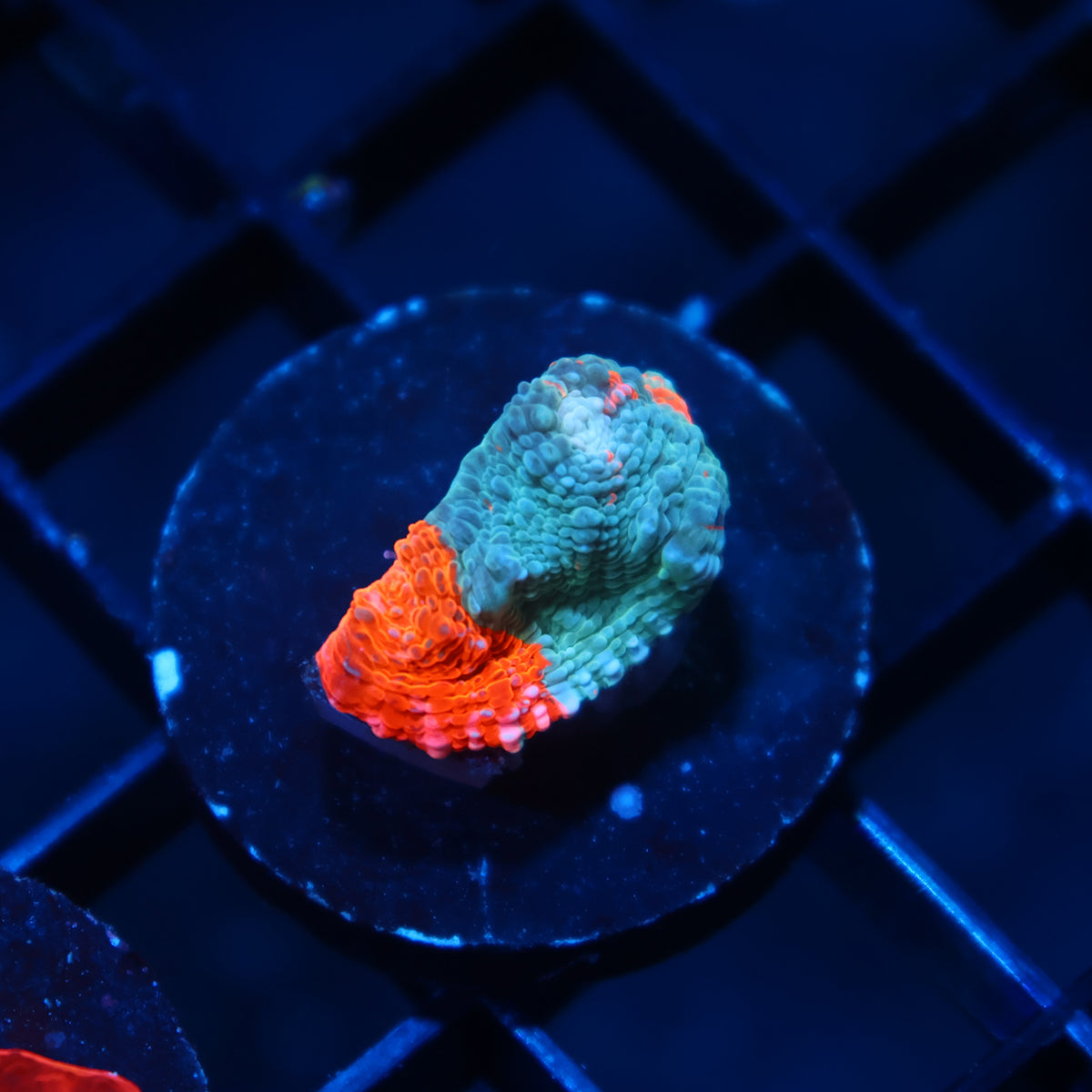 TCK Lightning Orenji Chalice