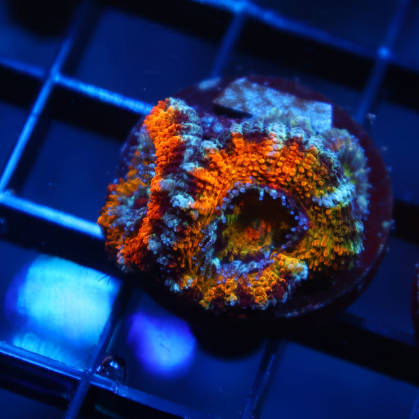TCK Awesome Orange Acan Lord