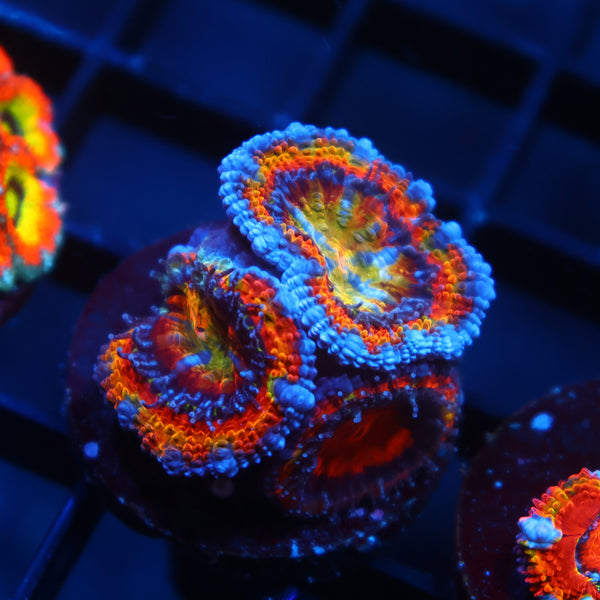TCK Quantum Realm Acan Lord