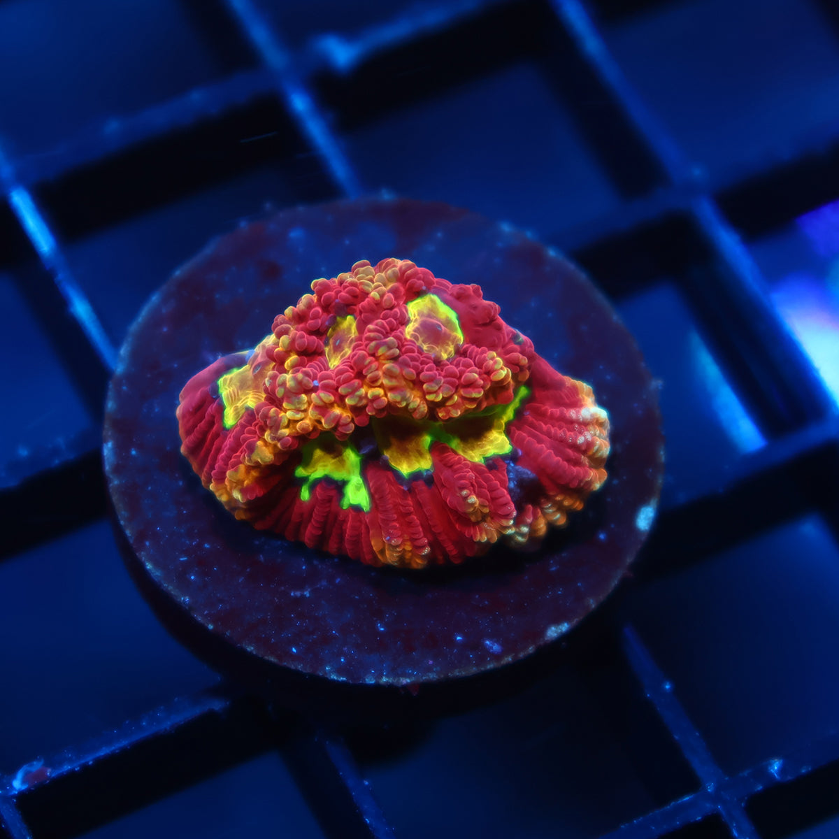 TCK Fireball Favia