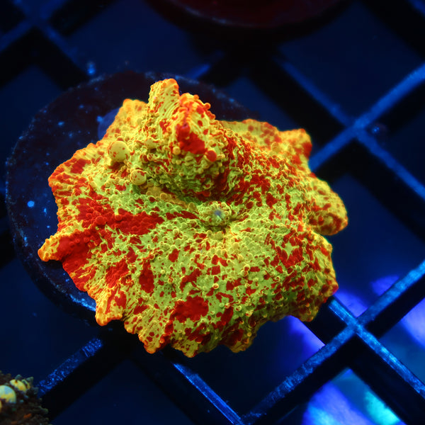 Mythical Coral's Eclectus Bounce Mushroom
