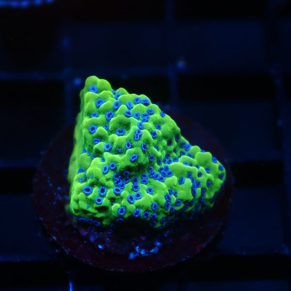 OG ATL Appleberry Monti