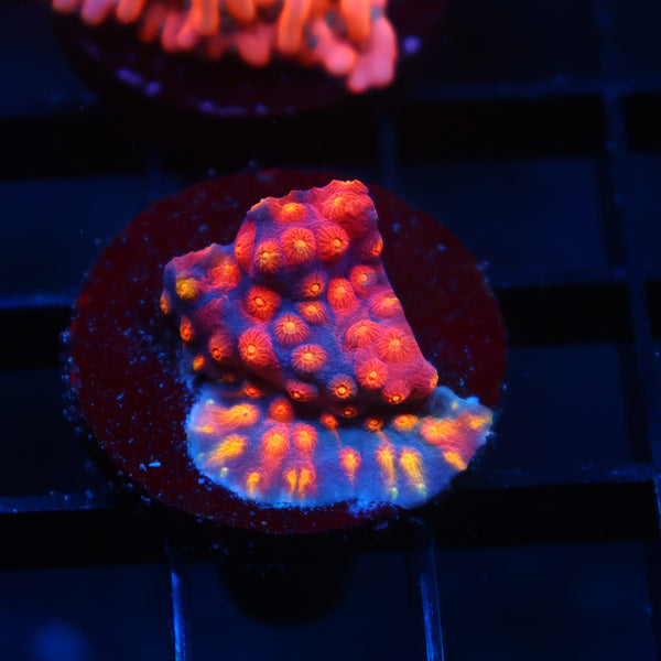 TCK Rainbow Abstract Cyphastrea