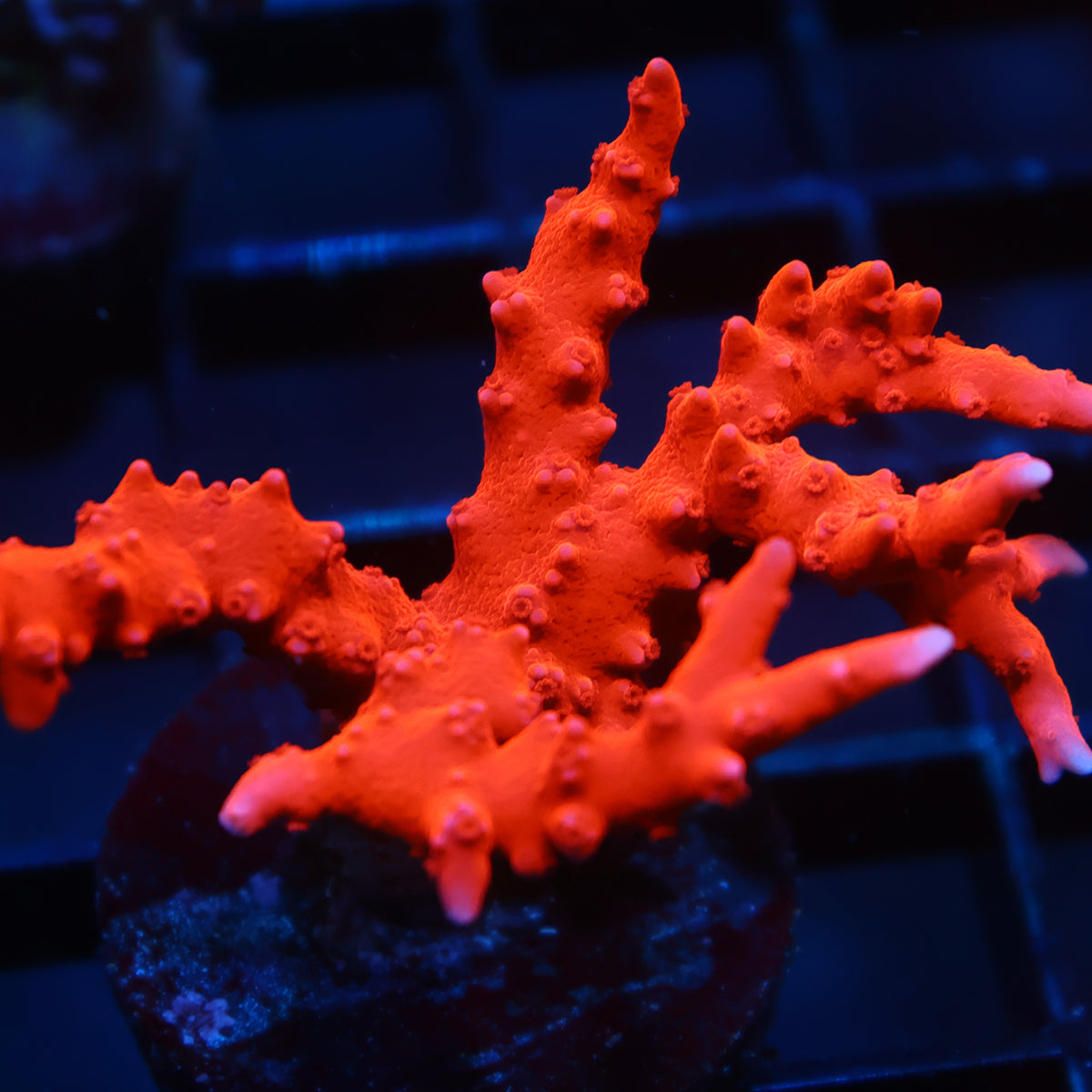 JF TNT Anacropora