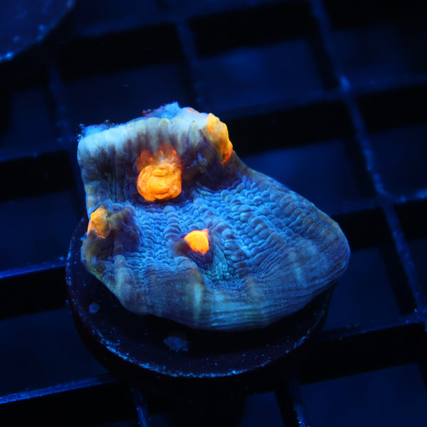 TCK Halloween Mycedium