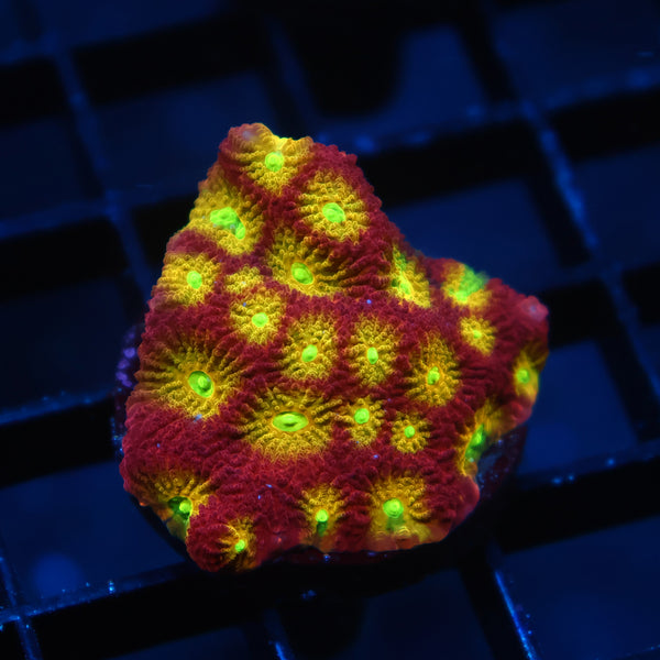TCK Fire Favites