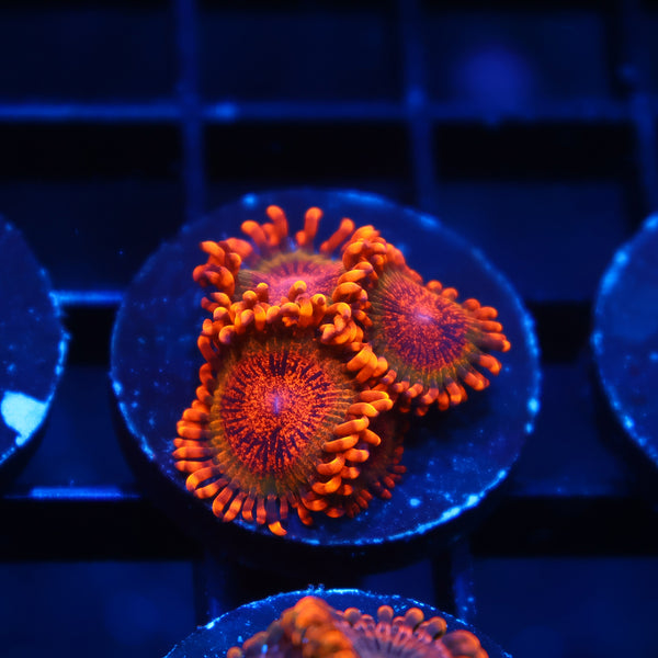 TCK Speckle Kraks