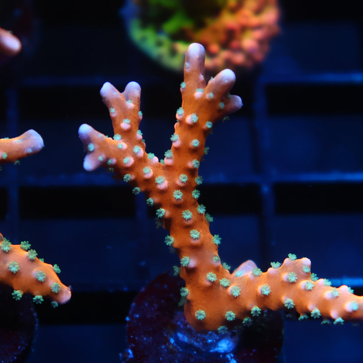 RRC Tropicana Anacropora