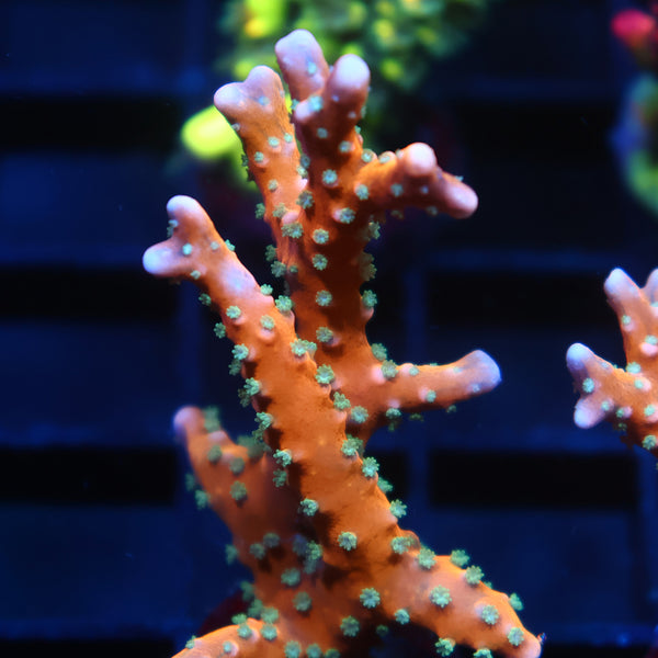 RRC Tropicana Anacropora