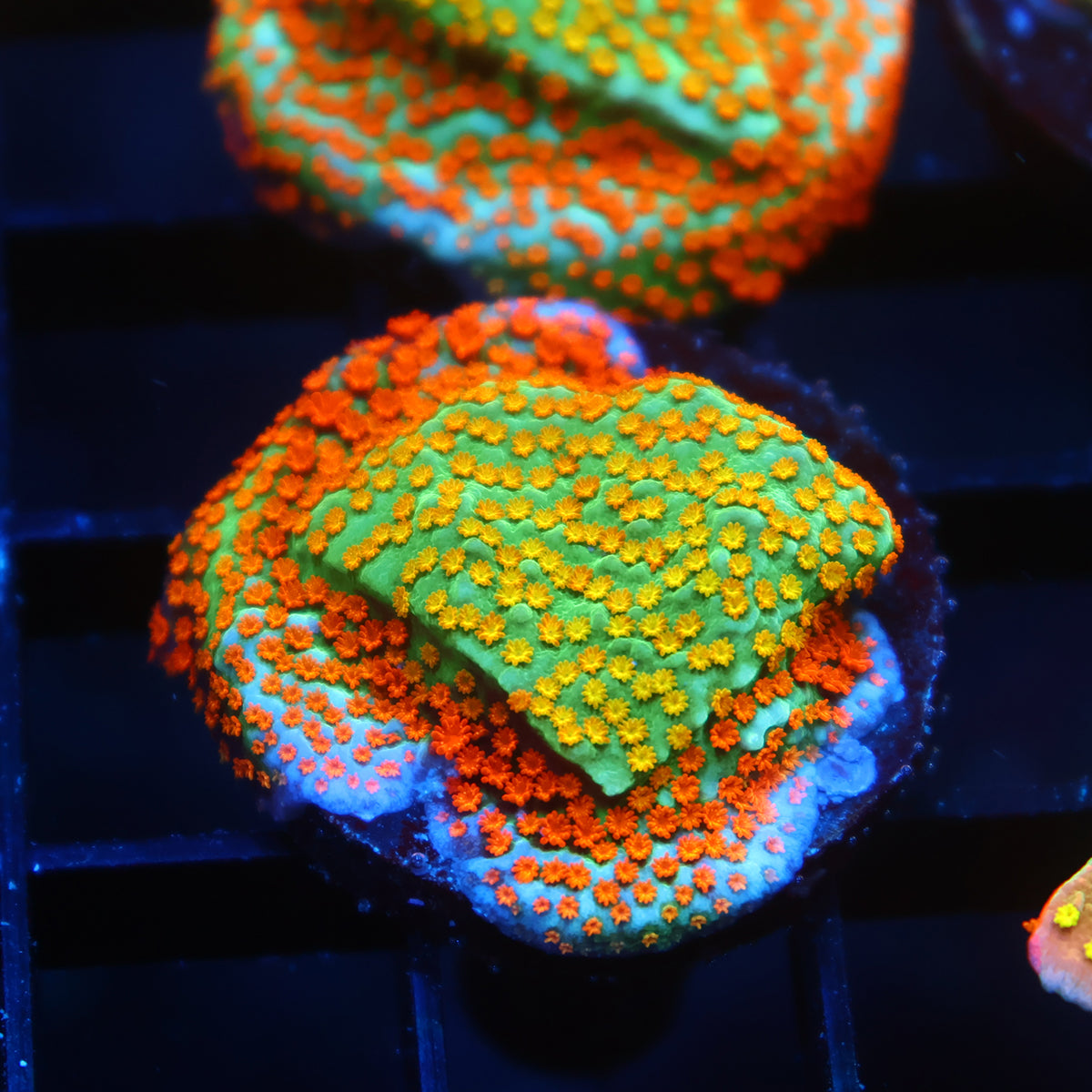 TCK Rainbow Roads Monti