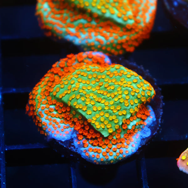 TCK Rainbow Roads Monti