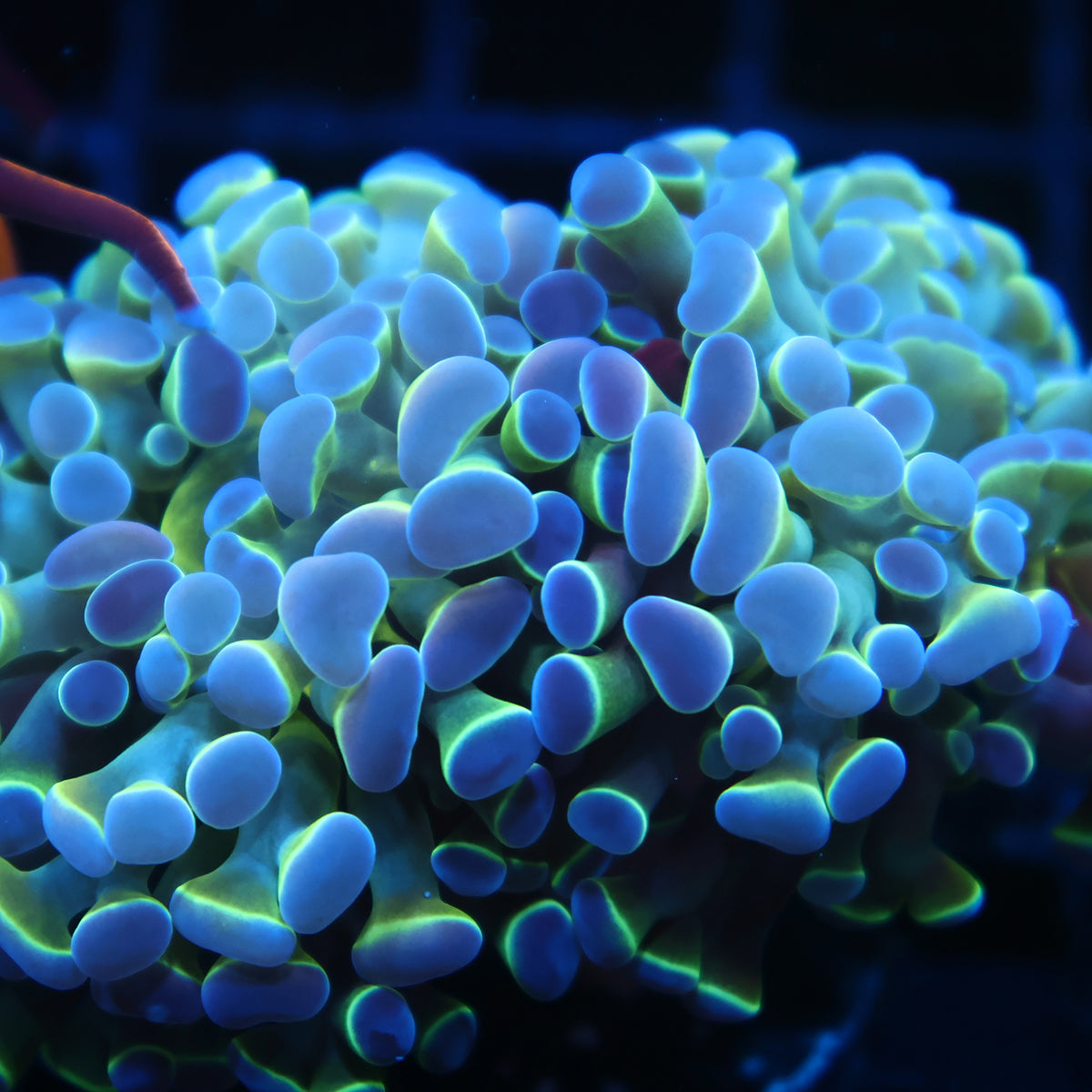 TCK Branching Purple Tips Hammer